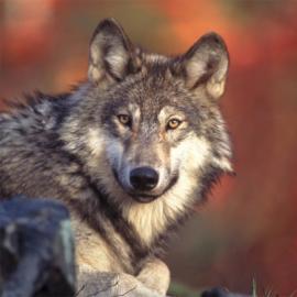 For the Wolves, For the Land